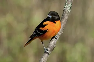 Oriole: Male Baltimore Oriole
