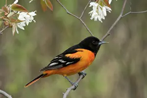 Oriole: Male Baltimore Oriole
