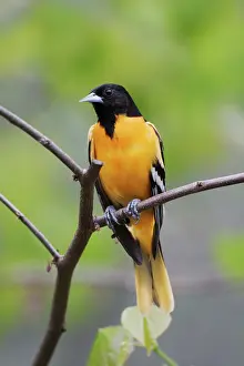 Oriole: Male Baltimore Oriole, Icterus galbula