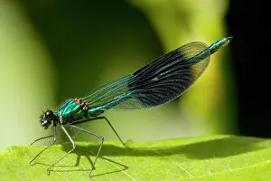 Calopteryx: Male Banded Demoiselle