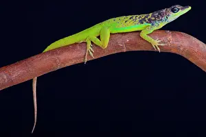 Lucia: The male Barbados Anole (Anolis extremus) is a pallet