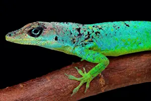 Lucia: The male Barbados Anole (Anolis extremus) is a pallet