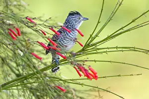 Antshrike: Male of Barred Antshrike (Thamnophilus doliatus
