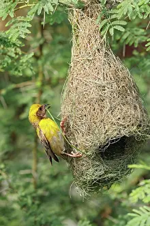 Keoladeo: Male Baya Weaver Bird building the nest, Keoladeo