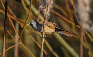 Reeds: Male Bearded Reedling, Panurus biarmicus, feedin