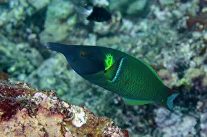 Labriformes: Male Birdnose Wrasse - Sahaung Pinnacle dive