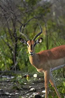 Petersi: Male Black-faced impala ( Aepyceros melampus