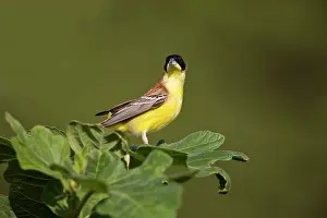 Rhodes: Male Black-headed Bunting