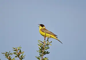 Rhodes: Male Black-headed Bunting singing on territory