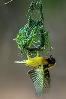 Flaps: Male Black Headed weaver flaps his wings to attr