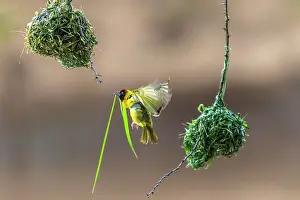 Manoj Shah: Male Black Headed weaver flies with a grass stem