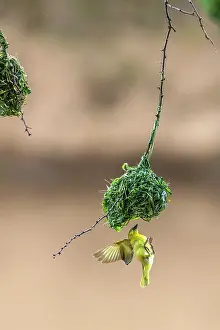 Manoj Shah: Male Black Headed weaver flies to inspect his ne