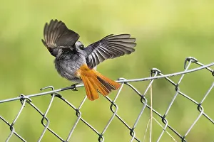 Hessen: A male black redstart (Phoenicurus ochruros) sitting on a wire mesh fence with its wings outstretched