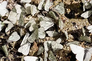 Zoopharmacognosy: Male Black-veined White butterflies - gathering