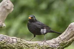 211119: Male Blackbird - Norfolk UK
