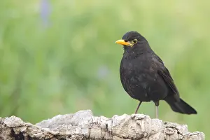 Thrush: Male blackbird (Turdus merula), Berzogana, Guadalupe