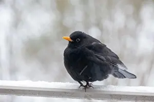 Turdus: Male blackbird (Turdus merula), Mansterland, North