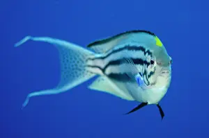 Ampat: Male Blackstriped Angelfish