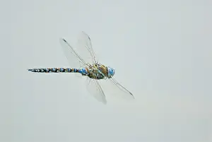 Aeshna: Male Blue-eyed Darner Dragonfly - flying over pond