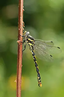 Dragonflies: Male of blue-eyed hook-tailed dragonfly (Onychogomphus uncatus) resting on branch