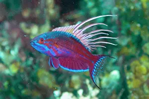 Flashing: Male Blue Flasherwrasse - displaying by flashing