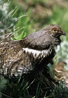 Gallinaceous: Male Blue Grouse
