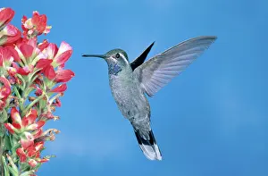 Clemenciae: Male Blue-throated Hummingbird