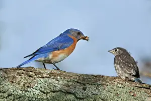 Bluebird: Male Bluebird and fledgling