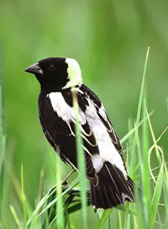 Oryzivorous: Male Bobolink