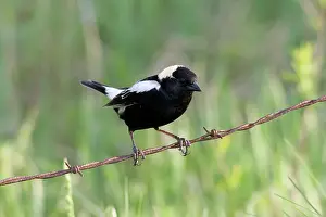 Dolichonyx: Male Bobolink