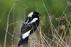 Dolichonyx: Male Bobolink