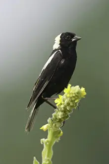 Mullein: Male Bobolink (Dolichonyx oryzivorous)