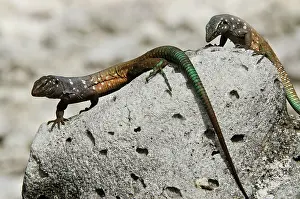 Murinus: Male Bonaire Whiptail Lizard (Cnemidophorus
