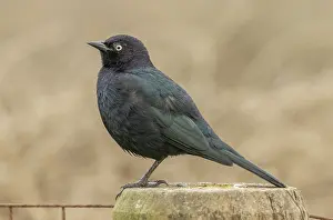 301120: Male Brewers blackbird, Euphagus cyanocephalus