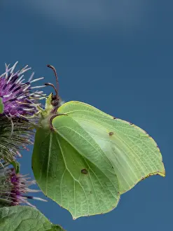 Hexapods: Male Brimstone butterfly, Gonepteryx rhamni, feeding