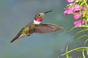 Selasphorus: Male Broad-tailed Hummingbird