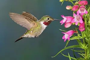Selasphorus: Male Broad-tailed Hummingbird