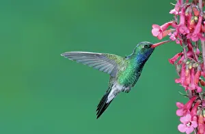 Pollinate: Male Broadbill Hummingbird hovering