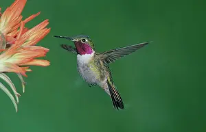 Selasphorus: Male Broadtail Hummingbird