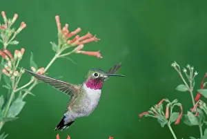 Selasphorus: Male Broadtail Hummingbird