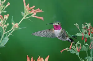 Selasphorus: Male Broadtail Hummingbird in flight