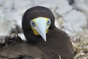 Cayman: A male Brown Booby (Sula leugogaster leugogaste
