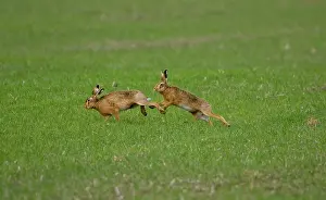 Male Brown Hare chasing female