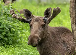 Alces: Male or Bull Elk, Alces alces, with antlers in velvet