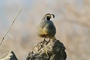 Californica: Male California Quail