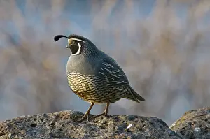 Californica: Male California Quail