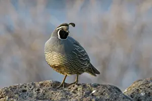 Californica: Male California Quail