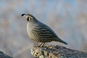 Californica: Male California Quail