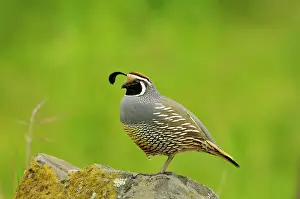 Quails: Male California Quail / California Valley Quail