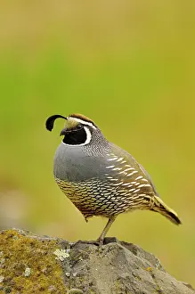 Quails: Male California Quail / California Valley Quail